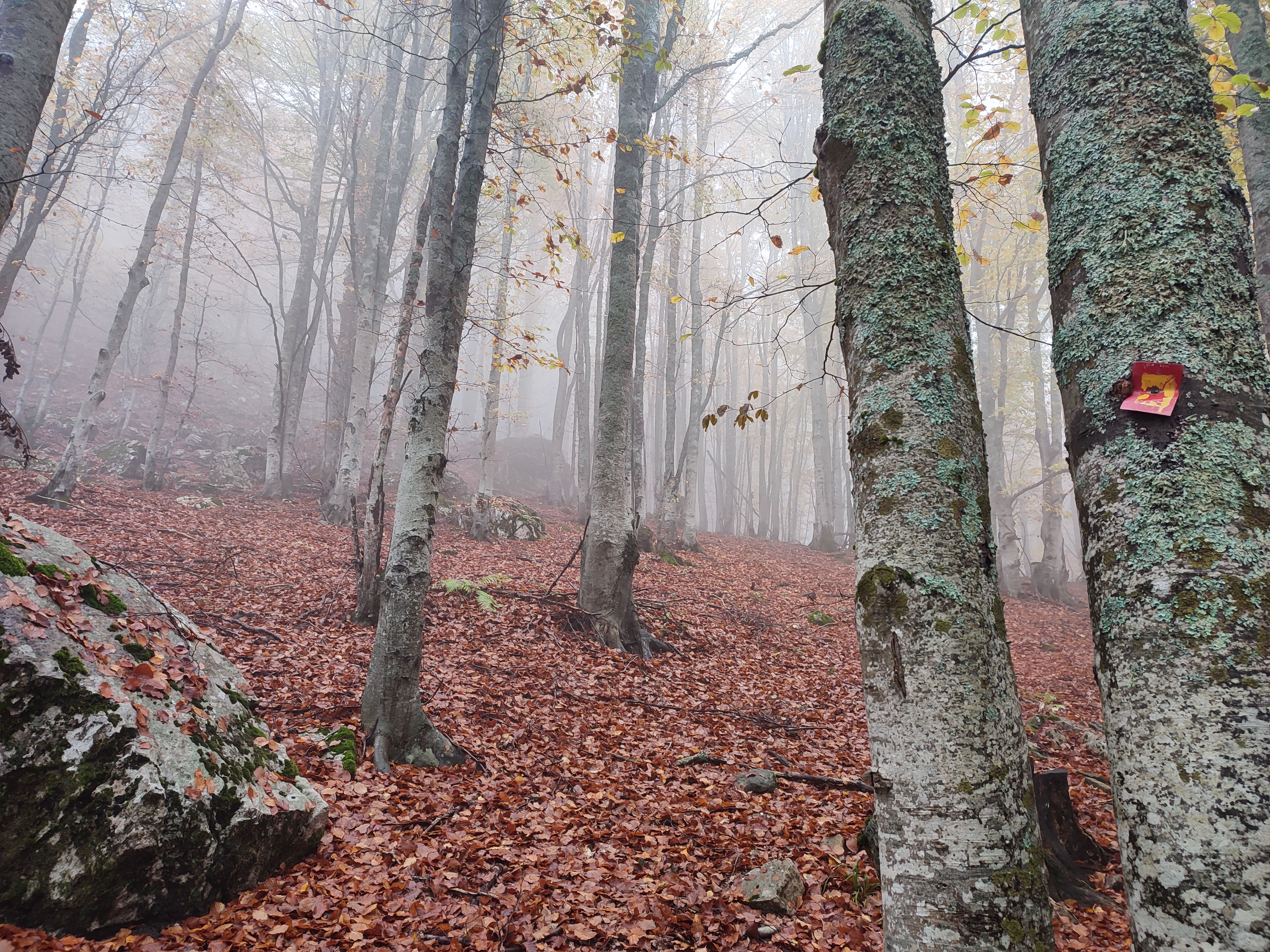 Gola forest